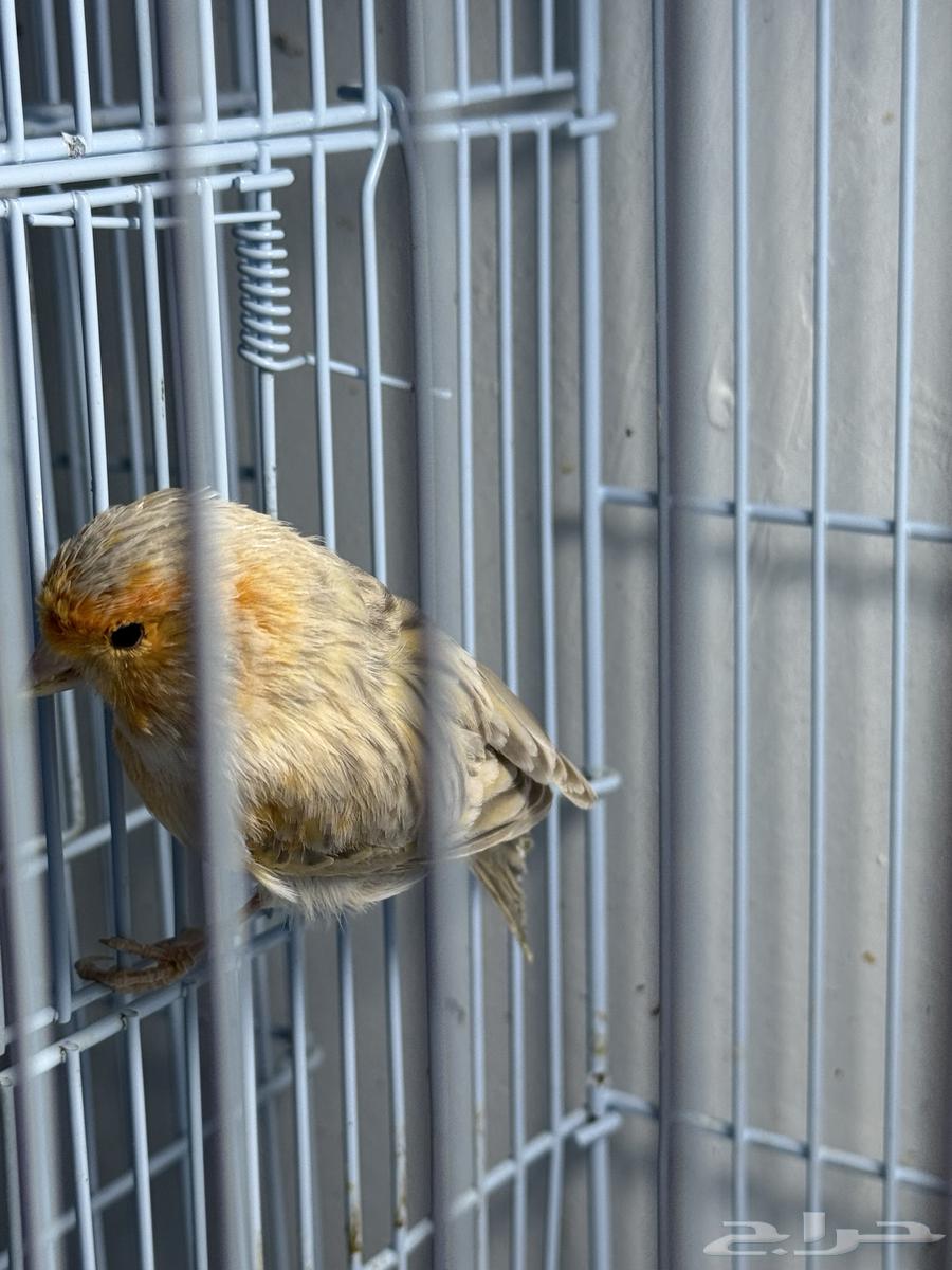 كناري اناثي للبيع64575698362881114