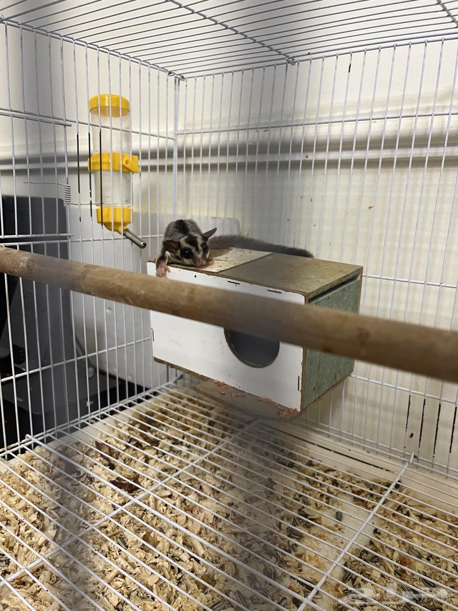 السنجاب الطائر شوقر قلايدر للبيع64576562036993110