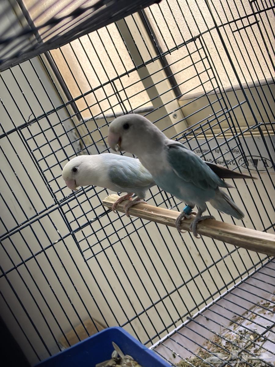 جوز روز للبيع على السوم64575849941123110