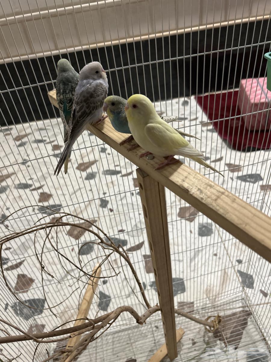 طيور بادجي64578633164417111