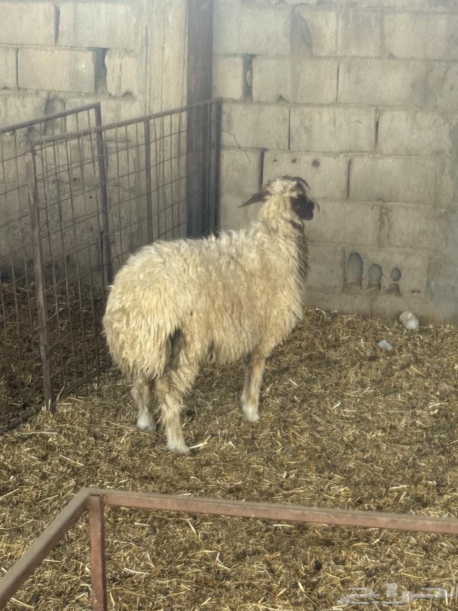 خروف نعيم الظهر فل سعر العرض 129564573531356163112