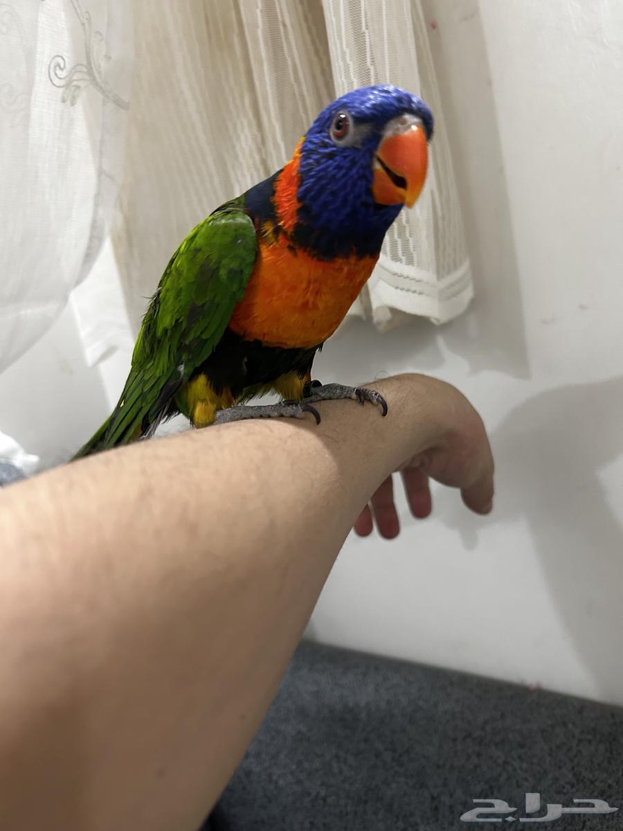 لوري ذكر. للانتاج.64569468124802110