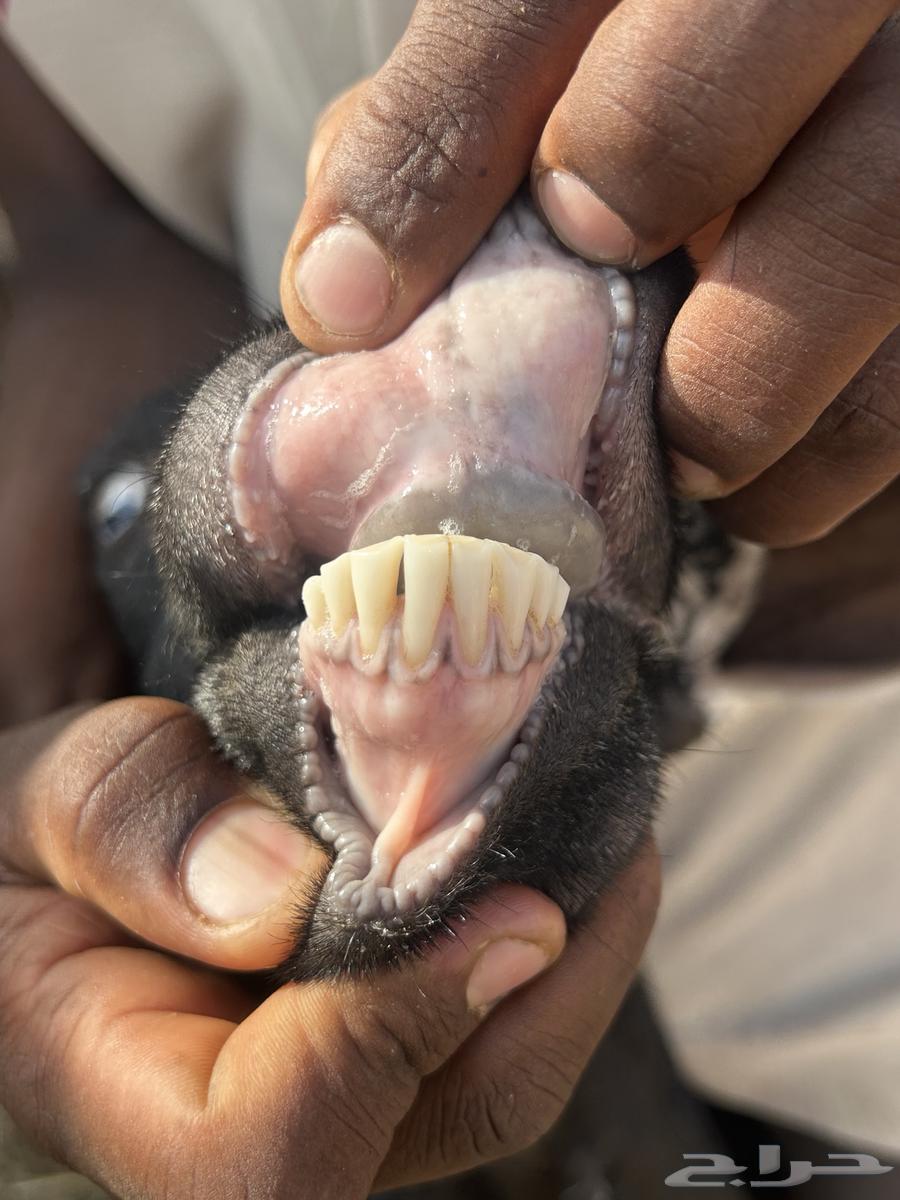 Goat with a pit for sale64556226479618114