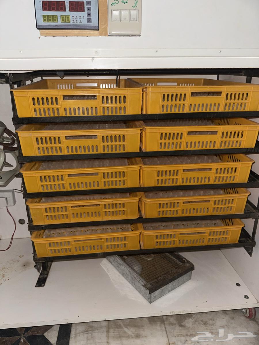 Egg incubator64571943241474111