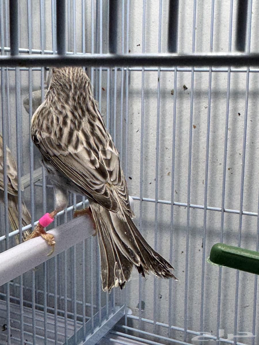 كناري اناثي للبيع64575698362881111