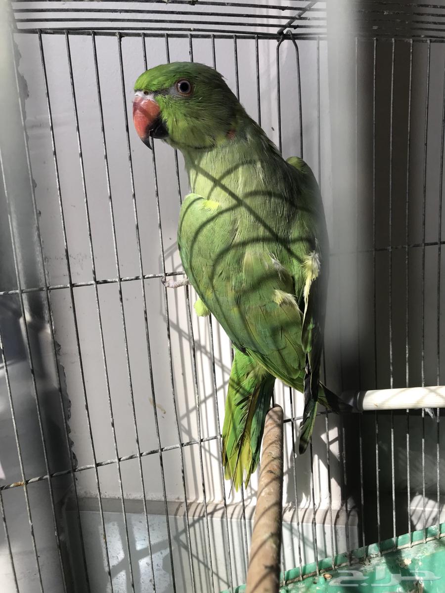 Zikr Dira (Sold)64573305526274110