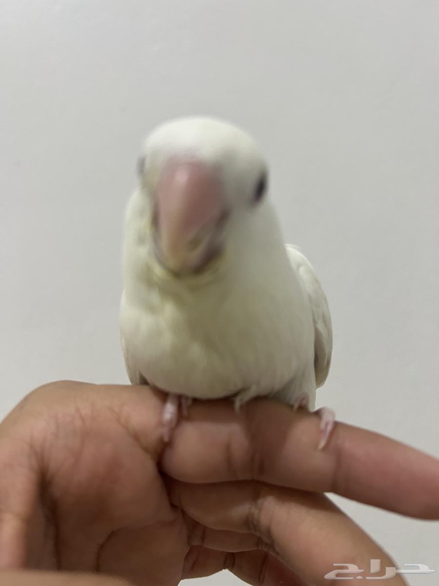 طير روز البينو64578827697793111