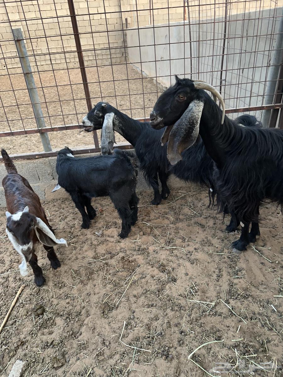 للبيع معزا مواليد64574061692419110