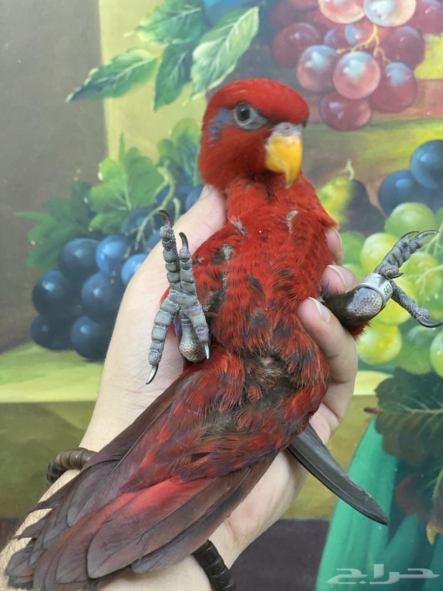 تم البيع فرخ ريدلوري64579074327426110