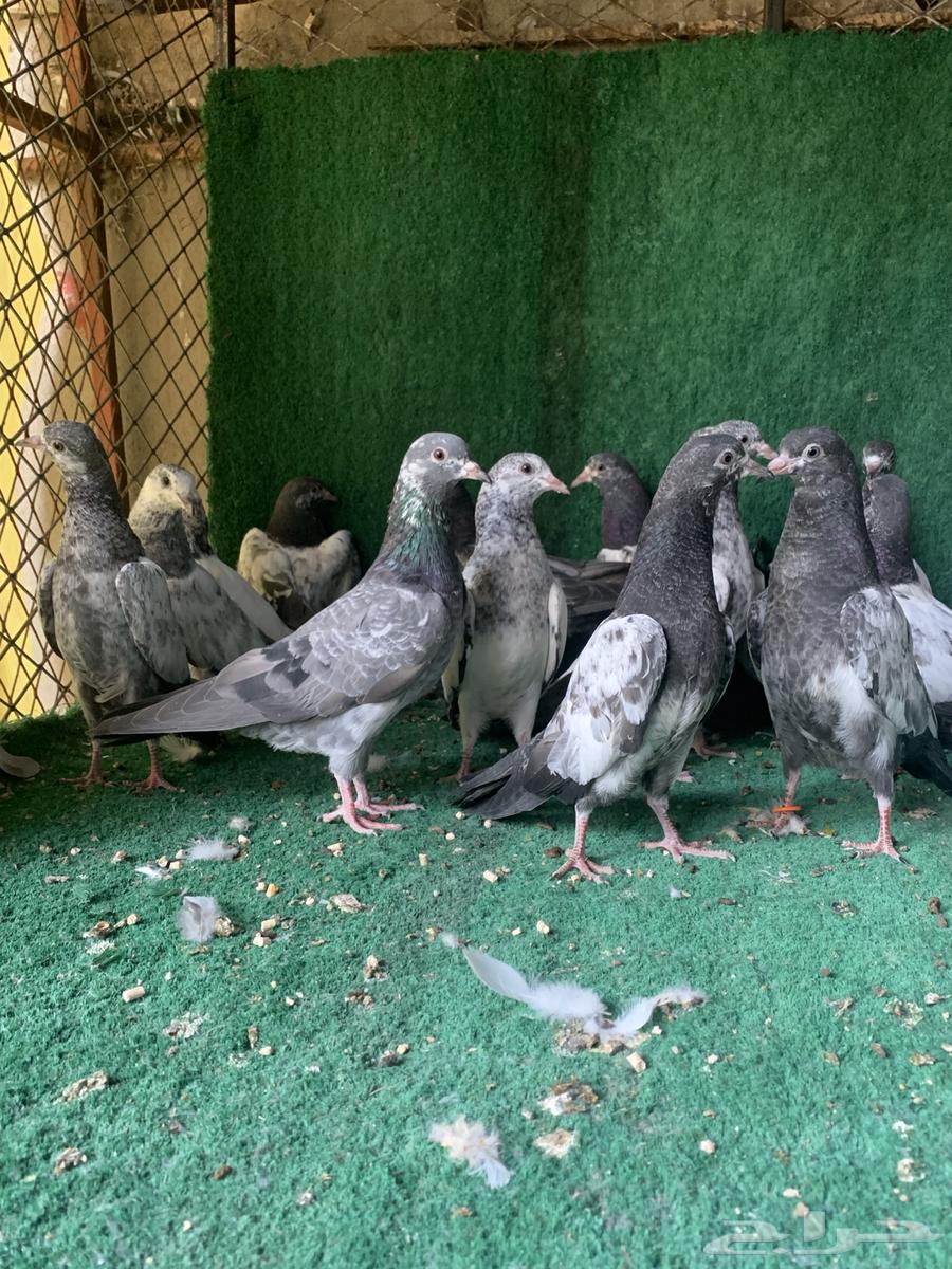 طبات حمام باكستاني ( تم البيع )64576451021955112