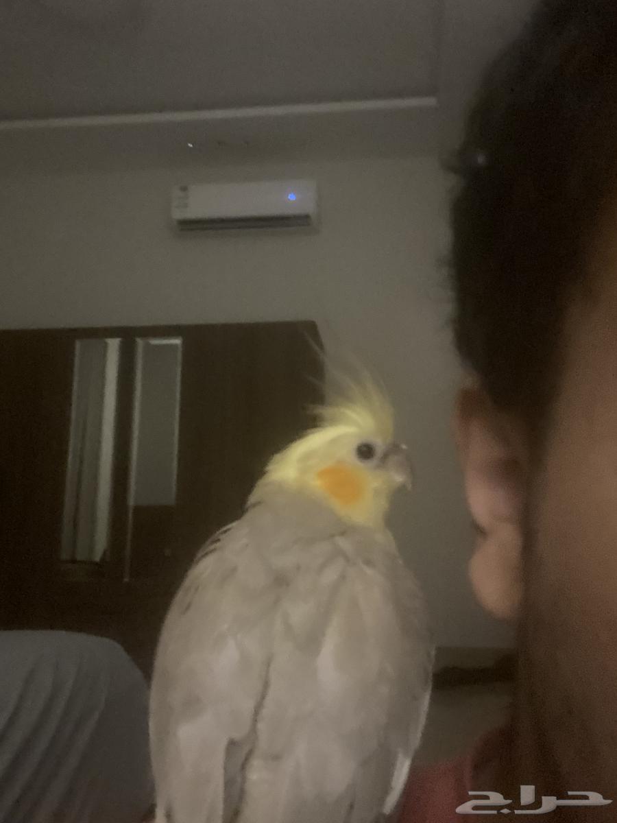 ببغاء كروان كوكتيل للبيع64579567726211110