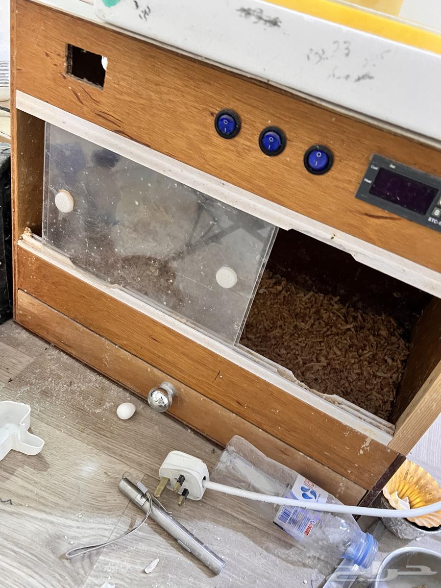 حضانه طيور مستعمله ونظيفه64573615527171113