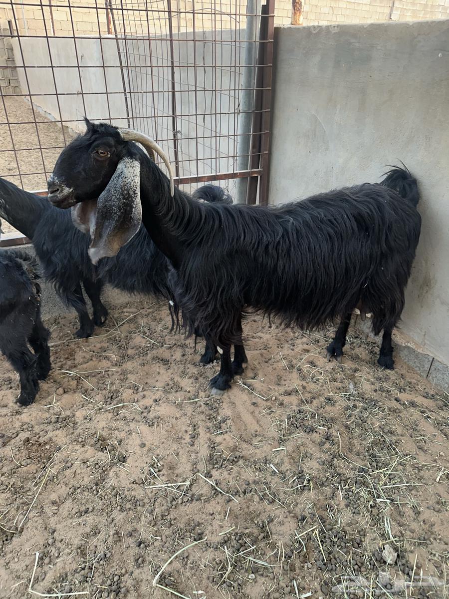 للبيع معزا مواليد64574061692419112