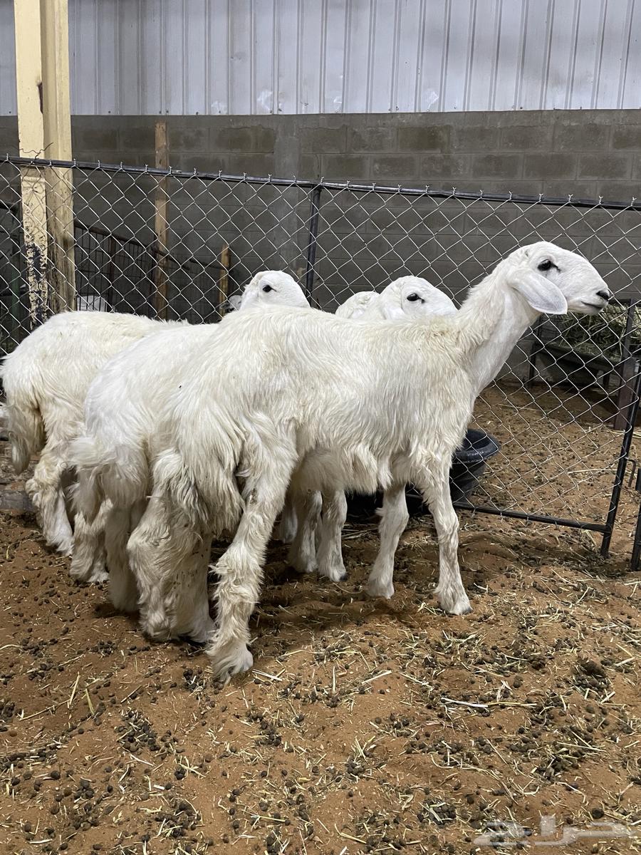 4 طليان للبيع64572083355907110