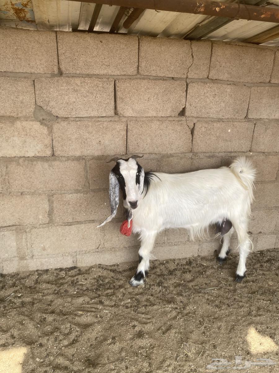 للبيع عنز القحة شرط رابية مع غنم64575822278147110