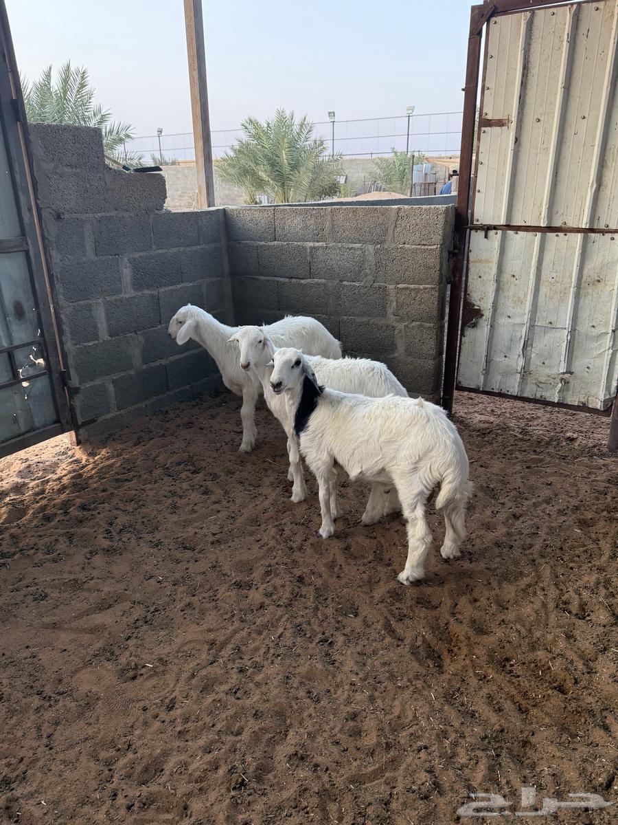 هرفي حري للبيع64578605682434110