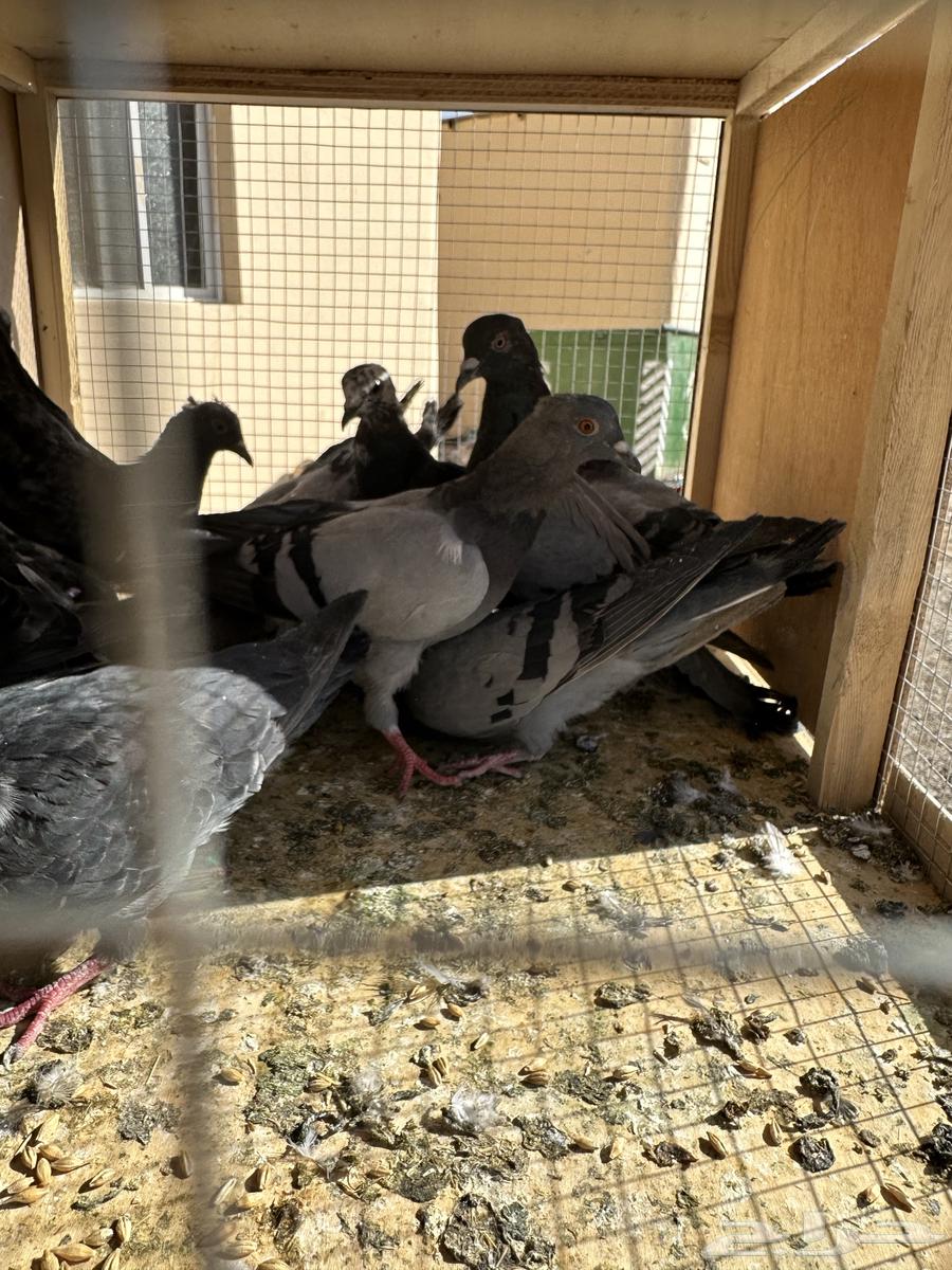 Hunting Accessories64576058320513110