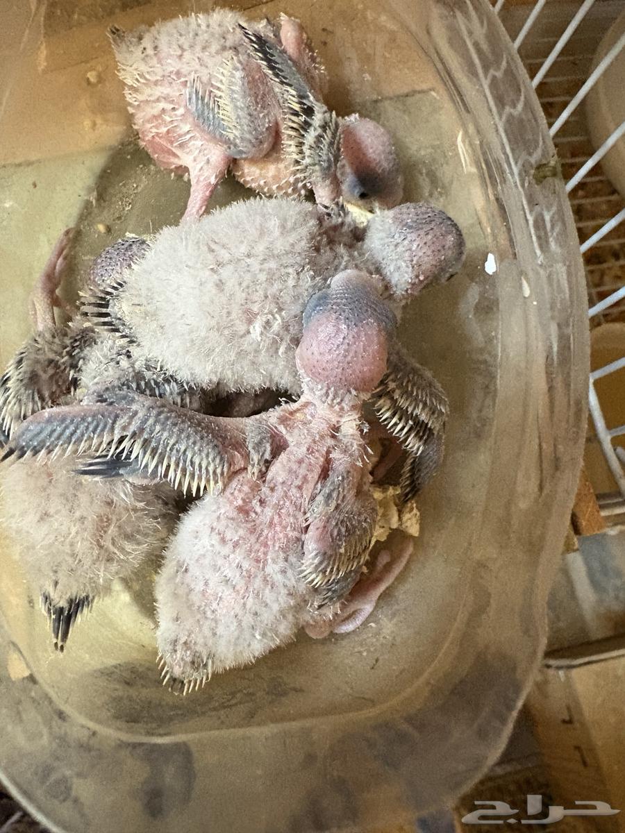 طيور بادجي64573922415233111