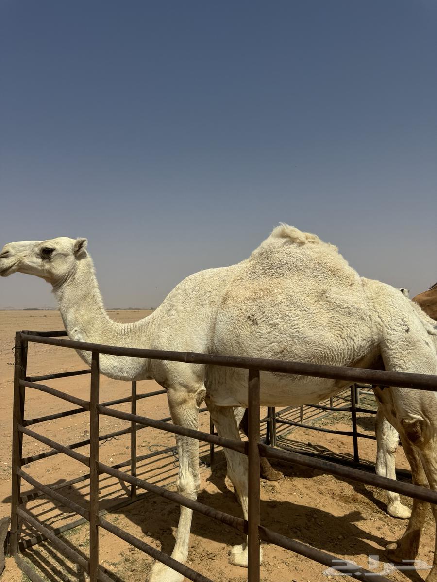 للبيع ضرايب طيبات64574005849858114