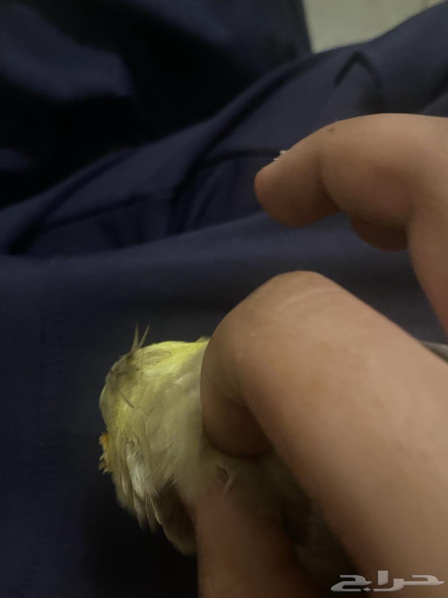 ببغاء كروان كوكتيل للبيع64579567726211114