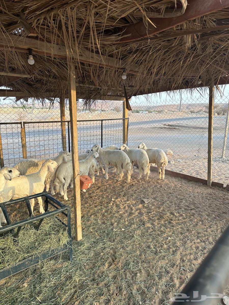 طليان حريات للبيع - يتوفر لدينا خدمة التقسيط -64577121212162110