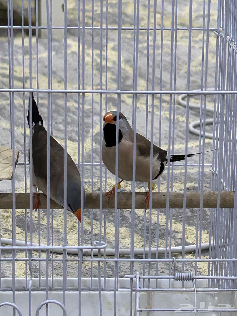 طيور فنيش الشيل تيل64574453361922113