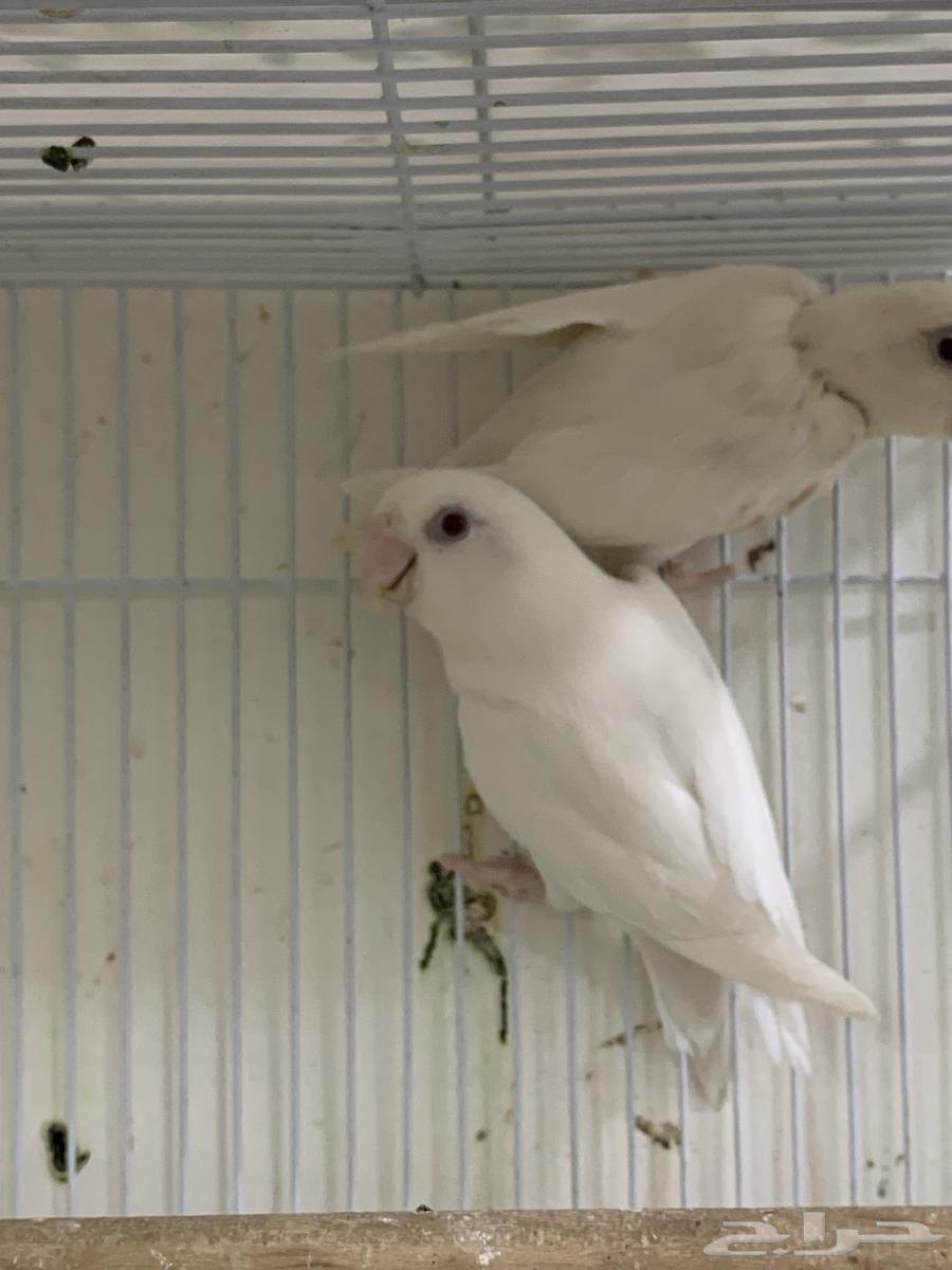 جوز روز البينو عيون حمراء تم البيع64577163662595113