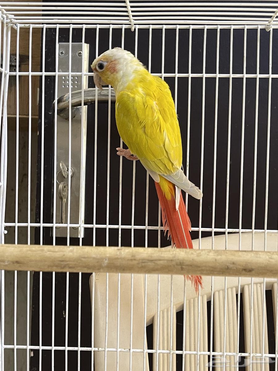 جوز كنيور صن شك64573992001921111