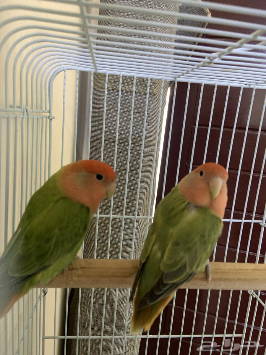 روز للبيع عروض يوم الوطني64578479802243112