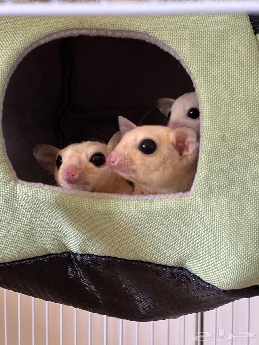 زوج شوقر قلايدر منتج مع فرخين لوسيست64574565413763114