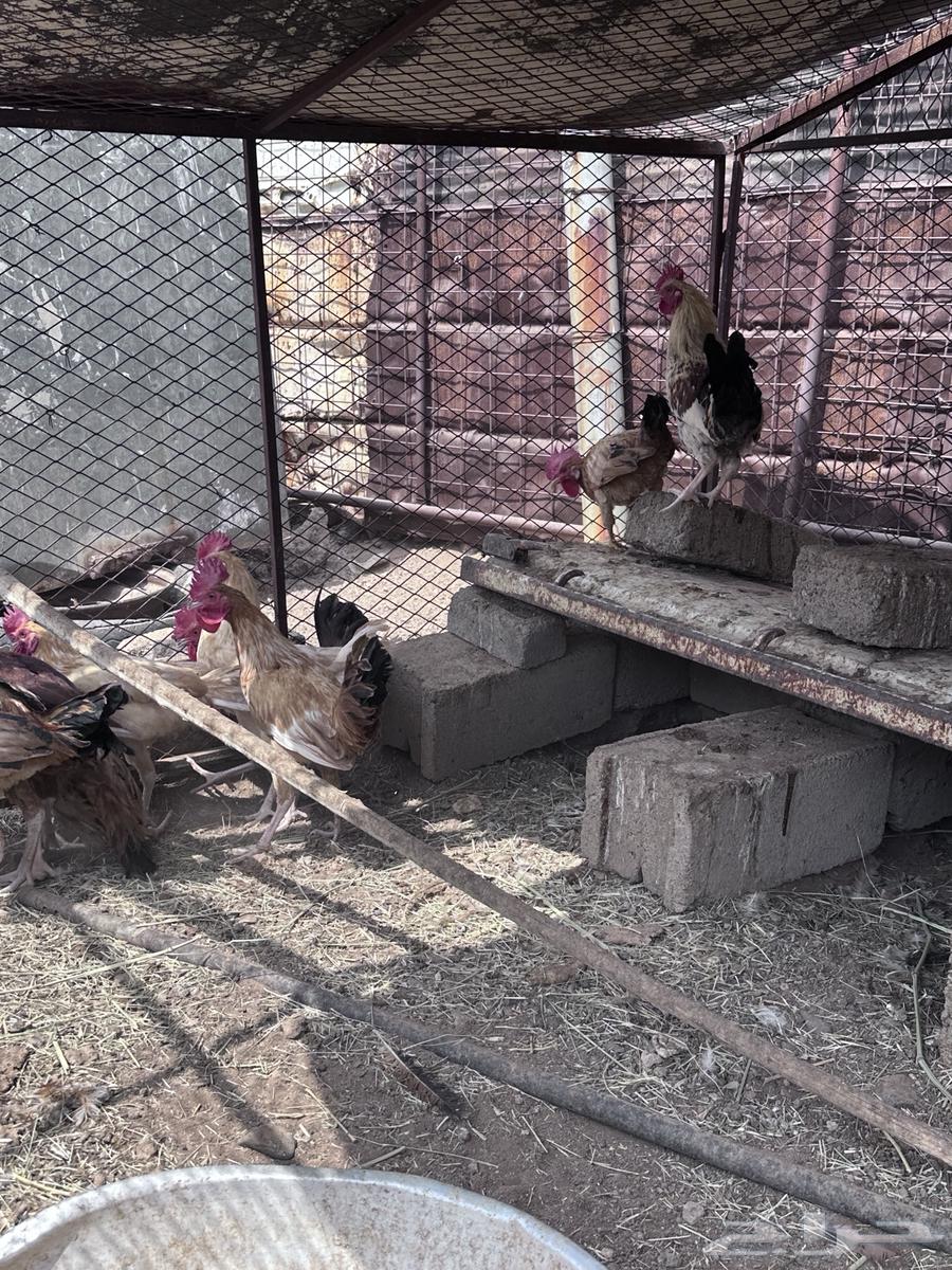 ديكه للبيع64573839064579111