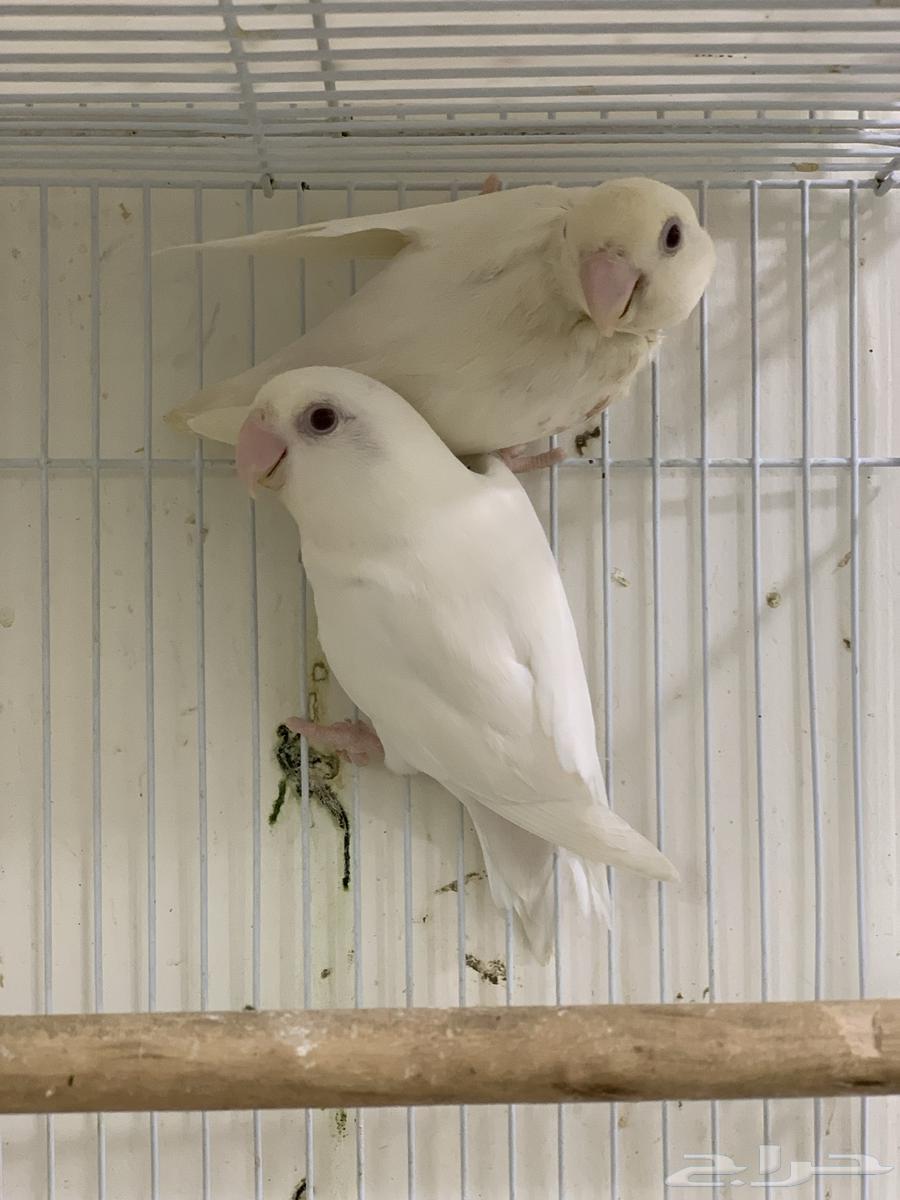 جوز روز البينو عيون حمراء تم البيع64577163662595112