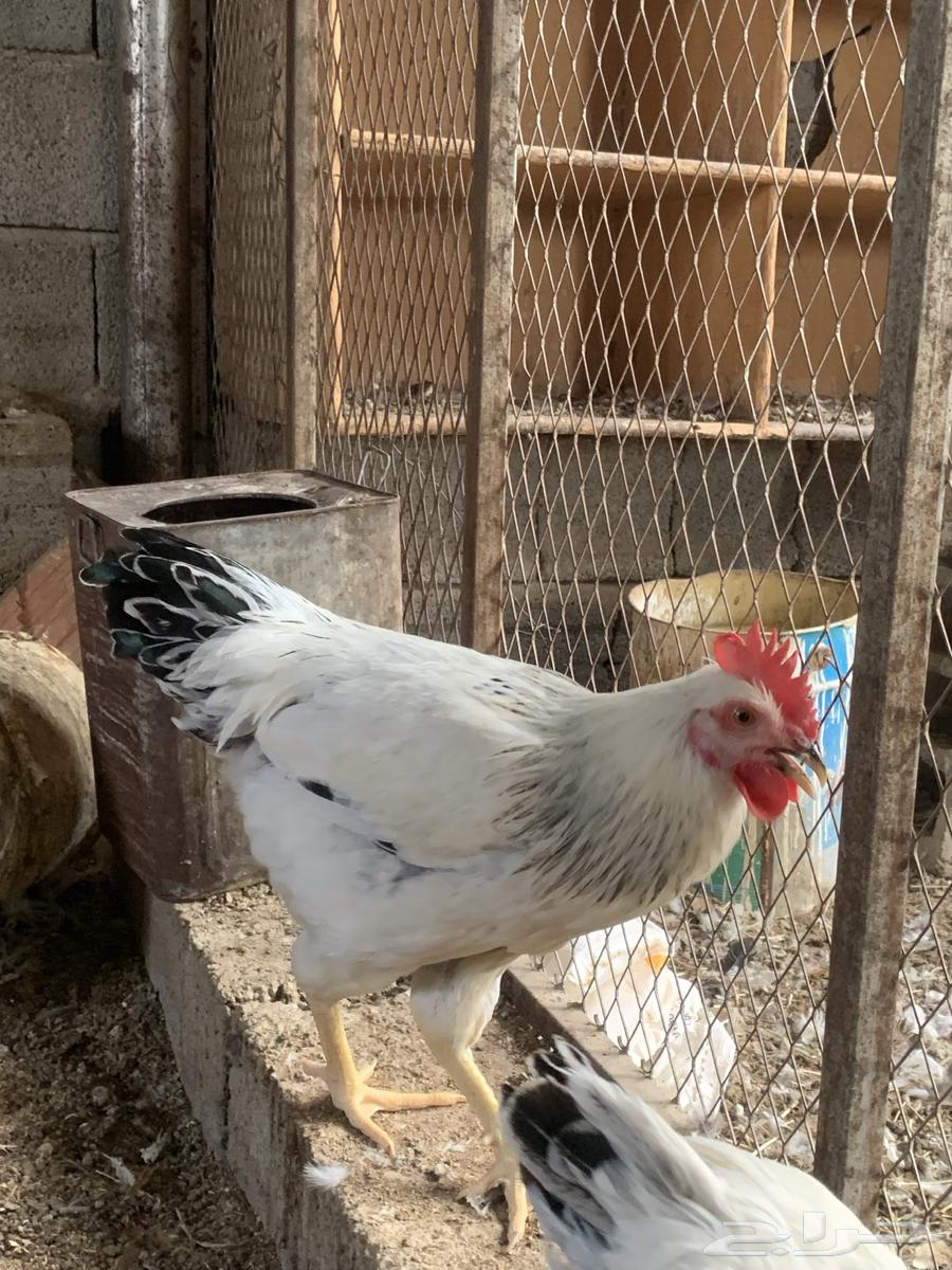 دجاج فرنسي كولمبي64573347799555114
