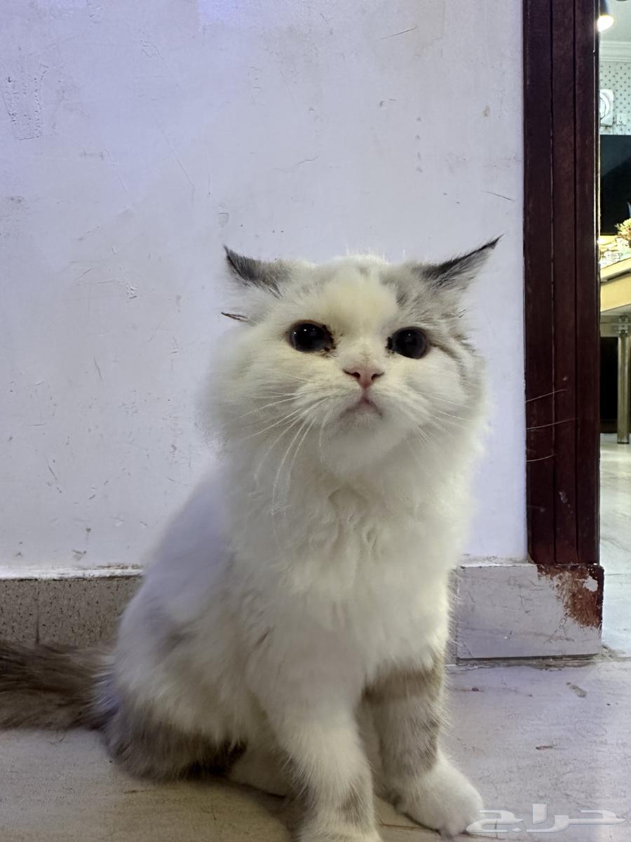 بسه عمرها 5 شهور نضيفه ومع كل أغراضها64580880805379113