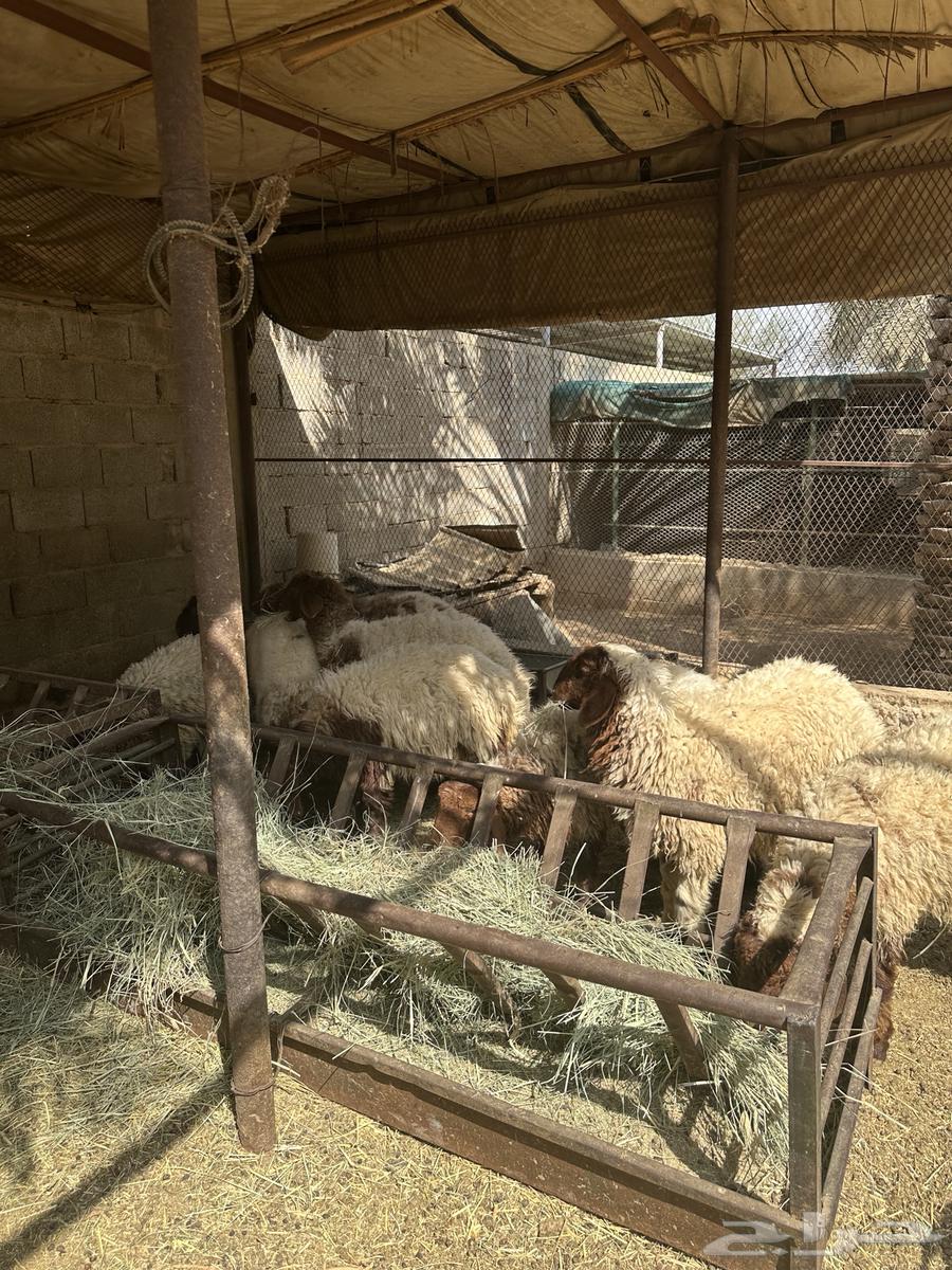 رخال بلدي طيبات مطعمه جميع التطيعمات بيعت الله يبارك له64573531393539112