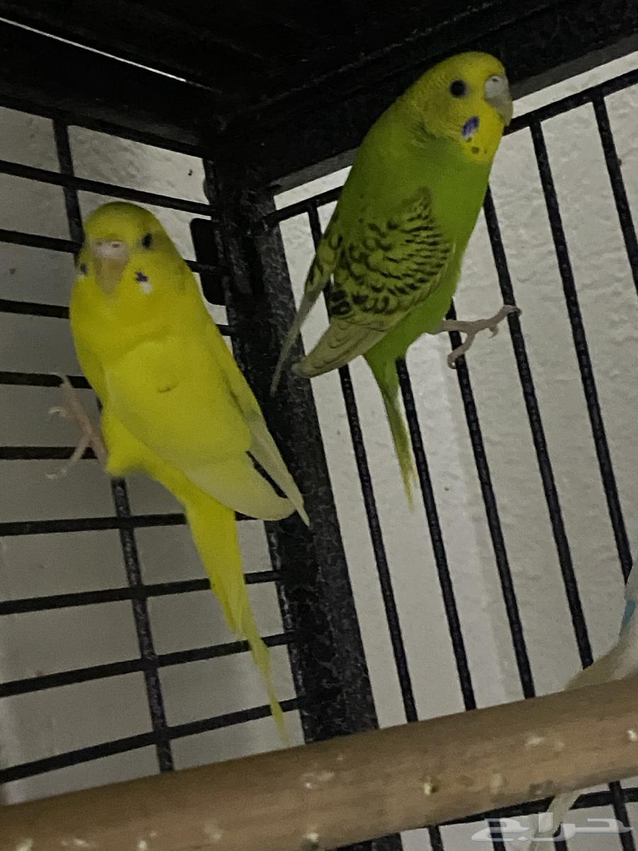 ثلاث طيور بادجي64572215335171110