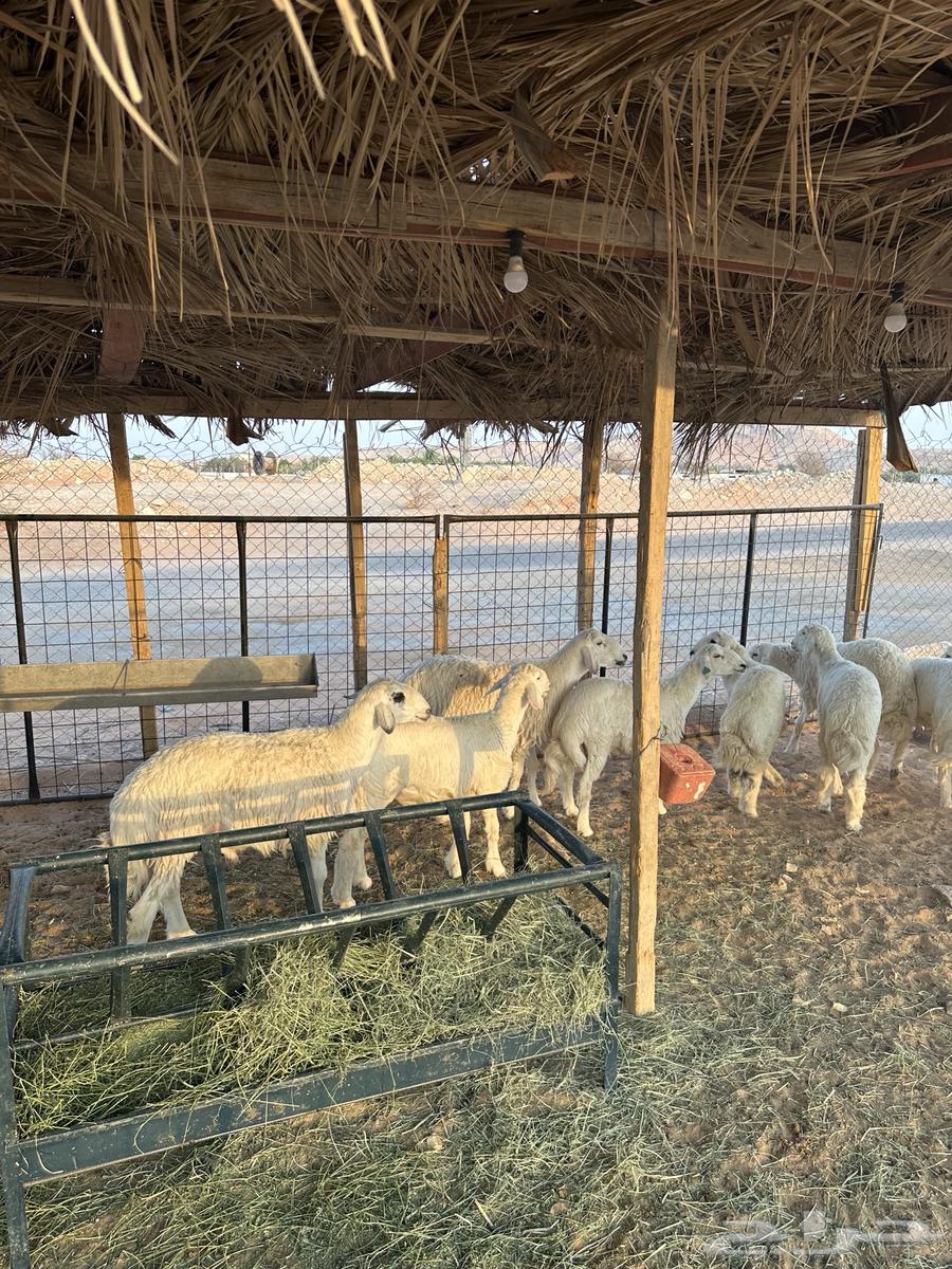 طليان حريات للبيع - يتوفر لدينا خدمة التقسيط -64577121212162114