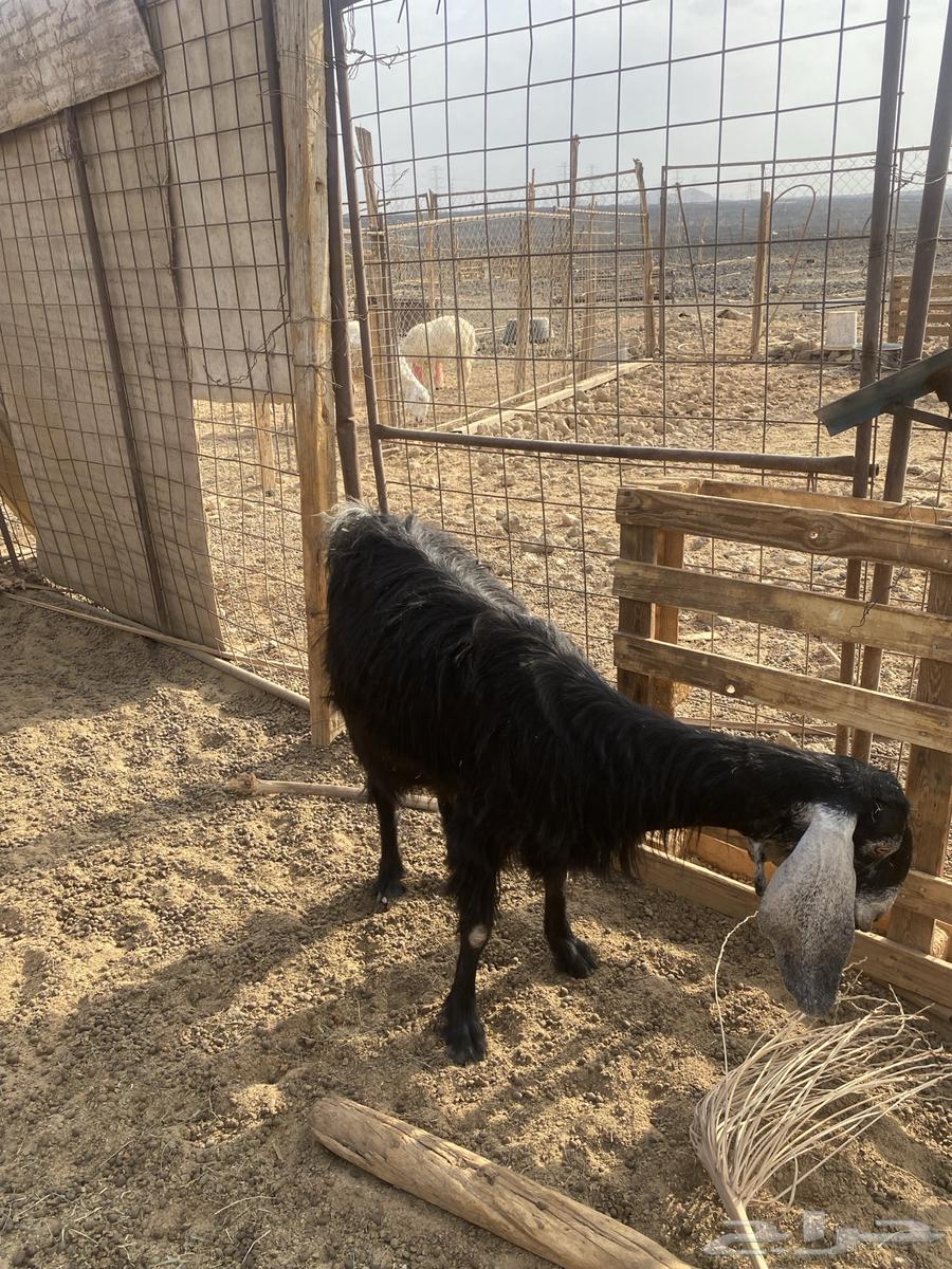 معزا للبيع64576101352706113