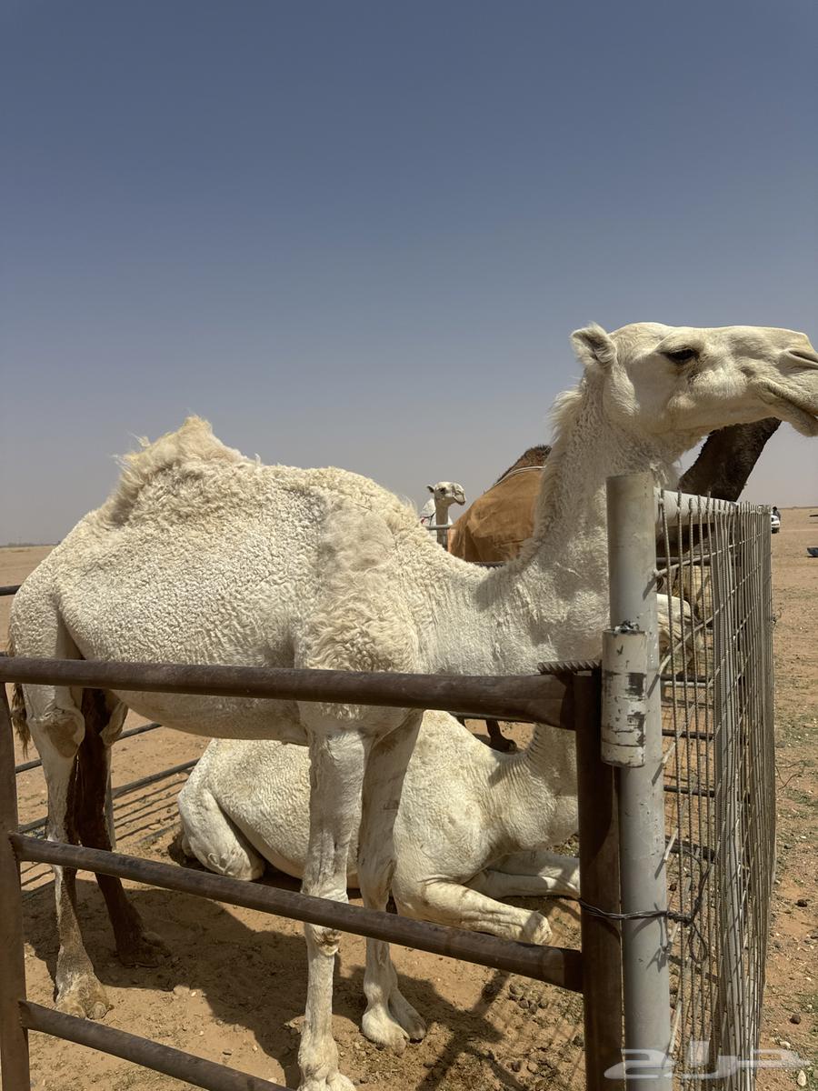 للبيع ضرايب طيبات64574005849858110