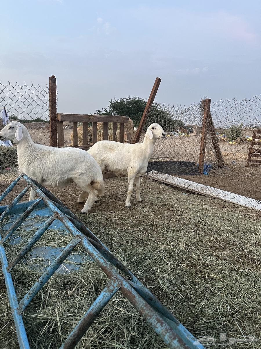 للبيع فحل حري صنف الصنف مشروط64576129486723111