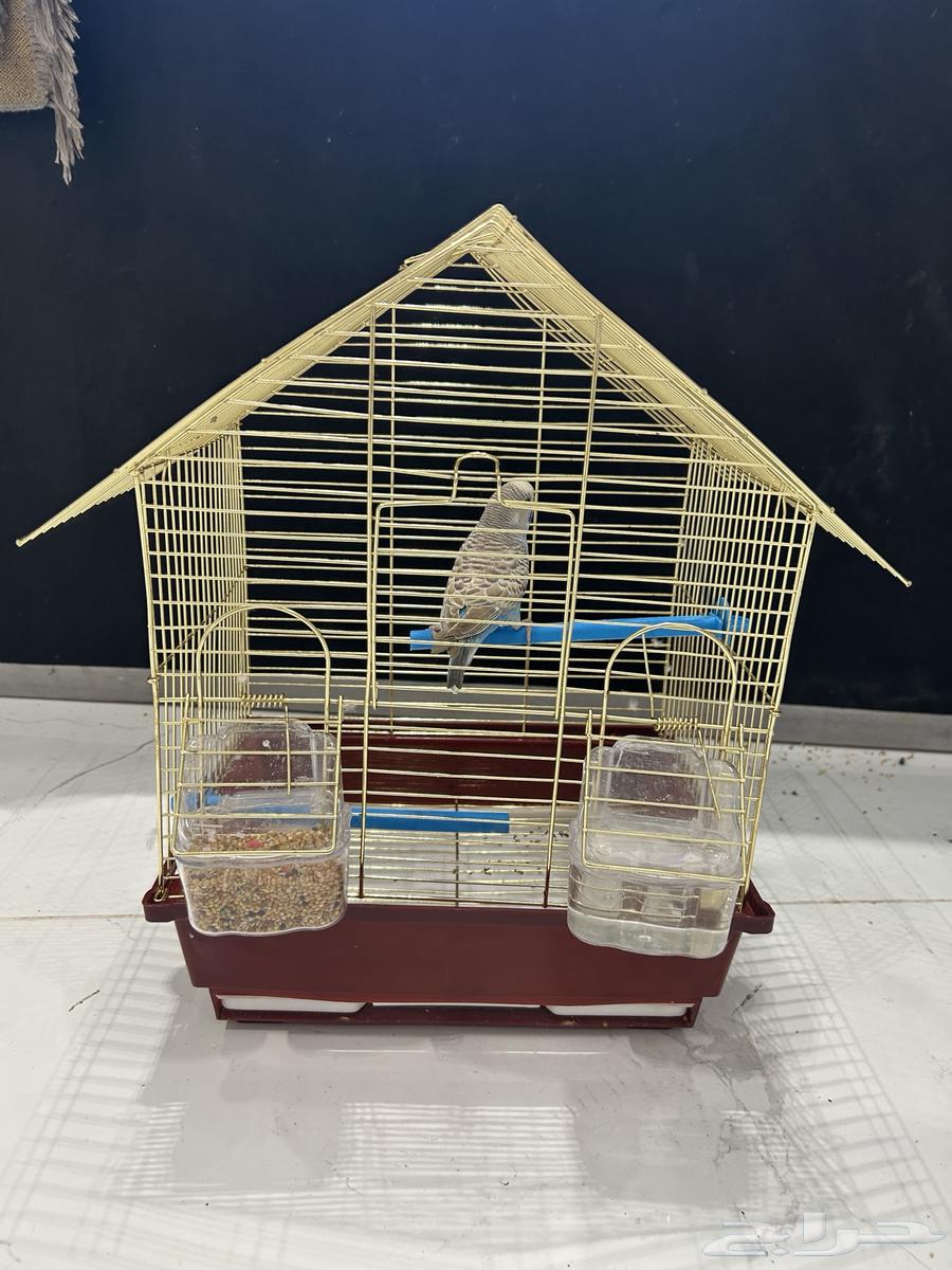 طير بادجي للبيع64574369731075110