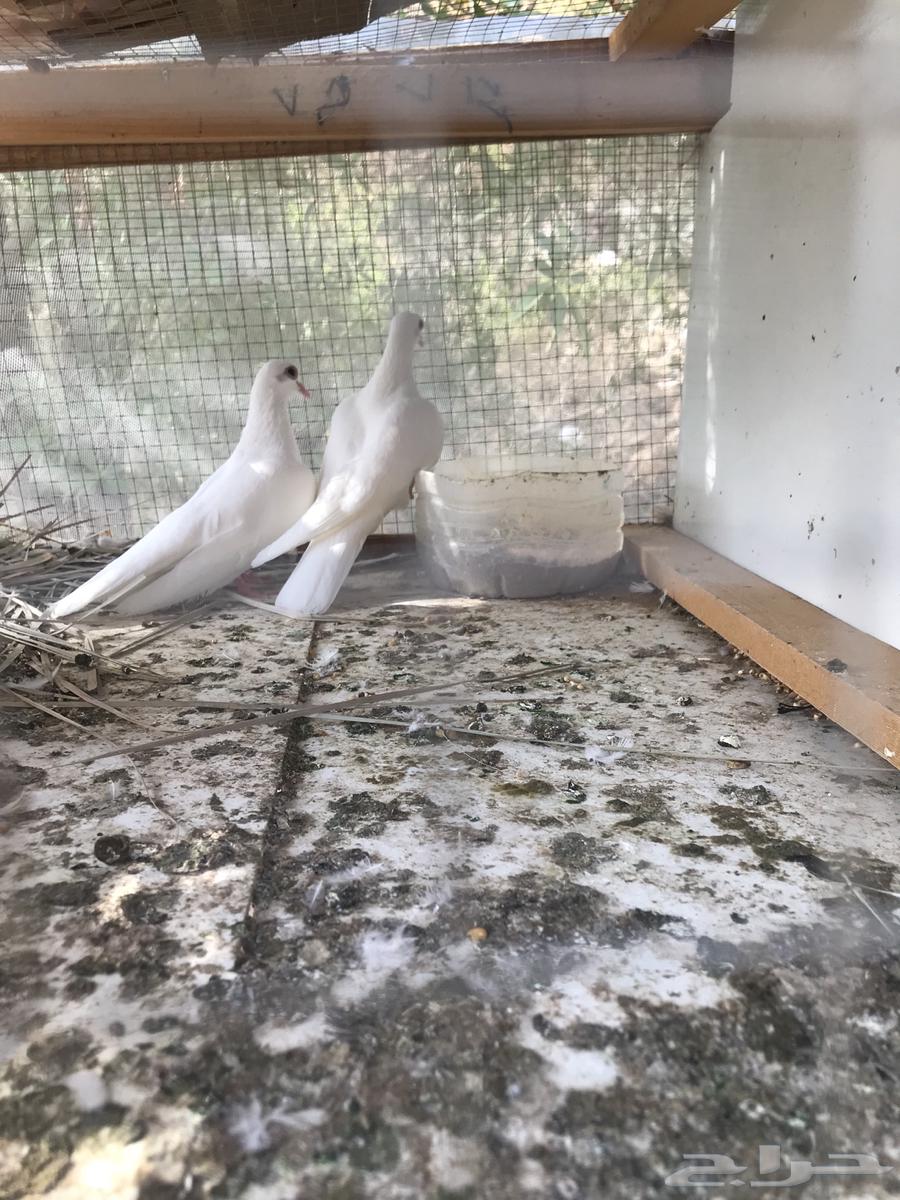 صنعاني أبو عبدالعزيز حجم صغير وصوت يحبه قلبك64573404379650113