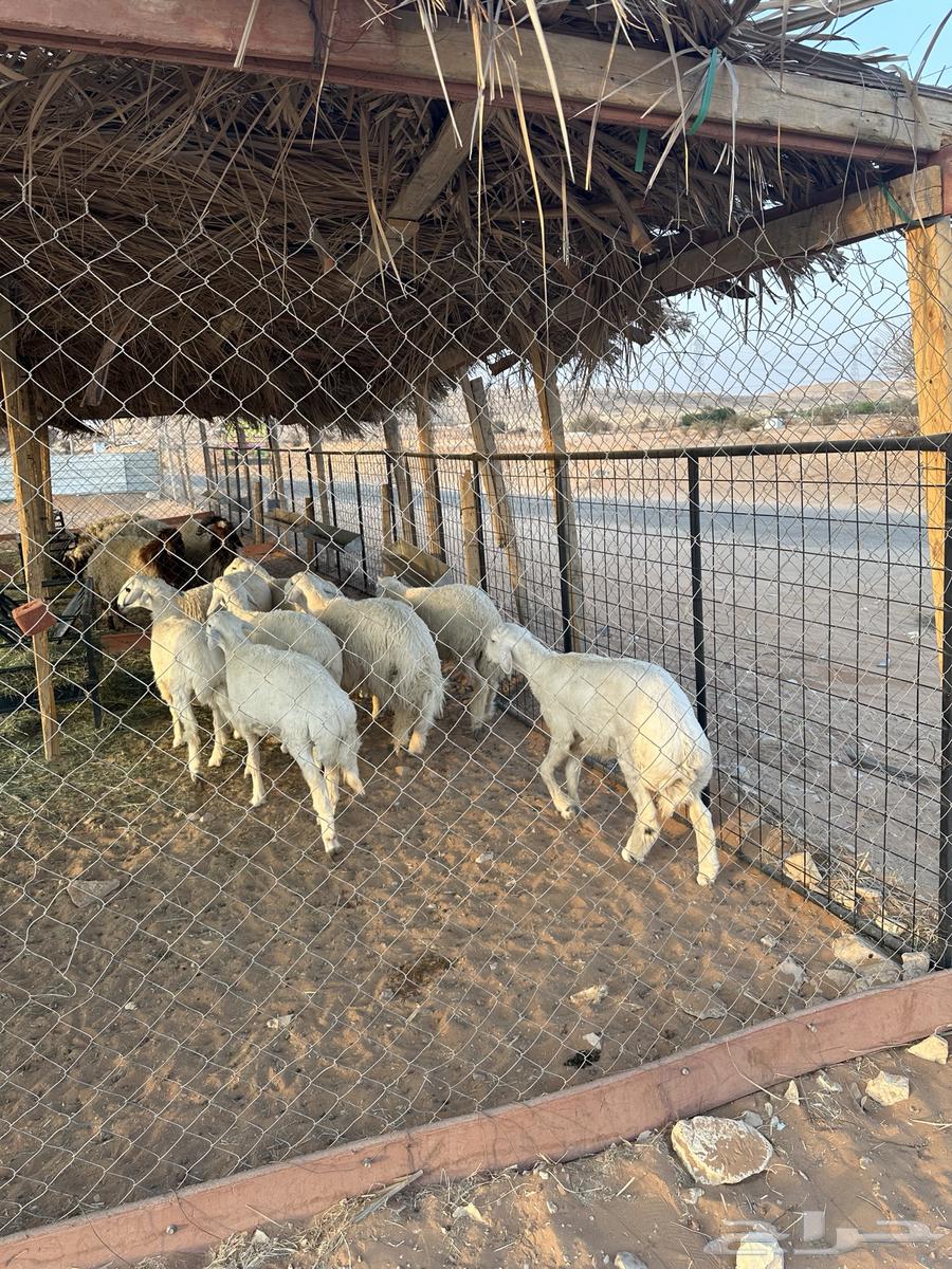 طليان حريات للبيع - يتوفر لدينا خدمة التقسيط -64577121212162111