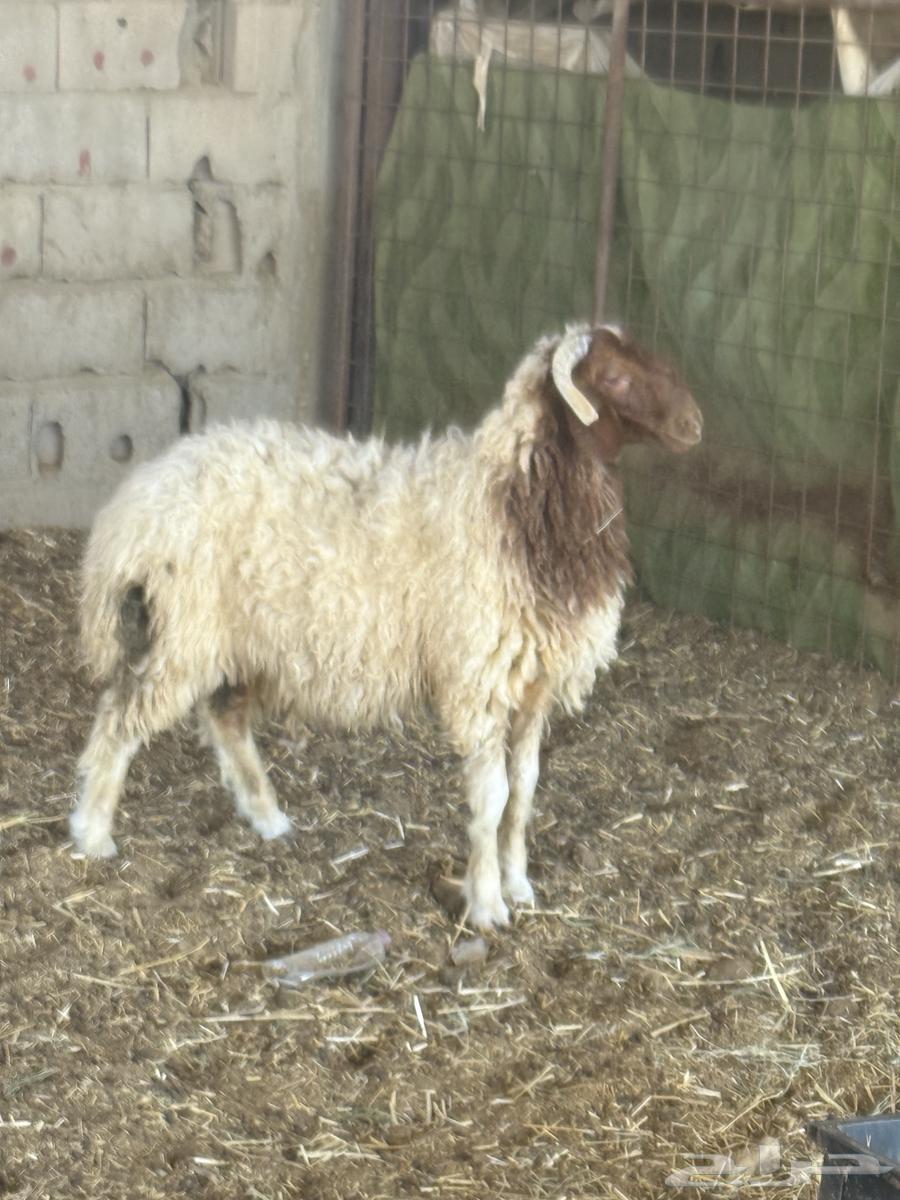 خروف نعيم الظهر فل سعر العرض 129564573531356163110