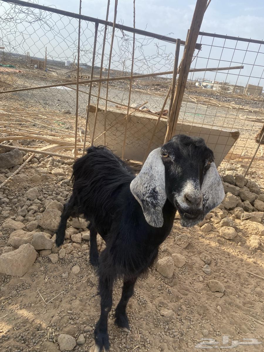 معزا للبيع64576101352706110