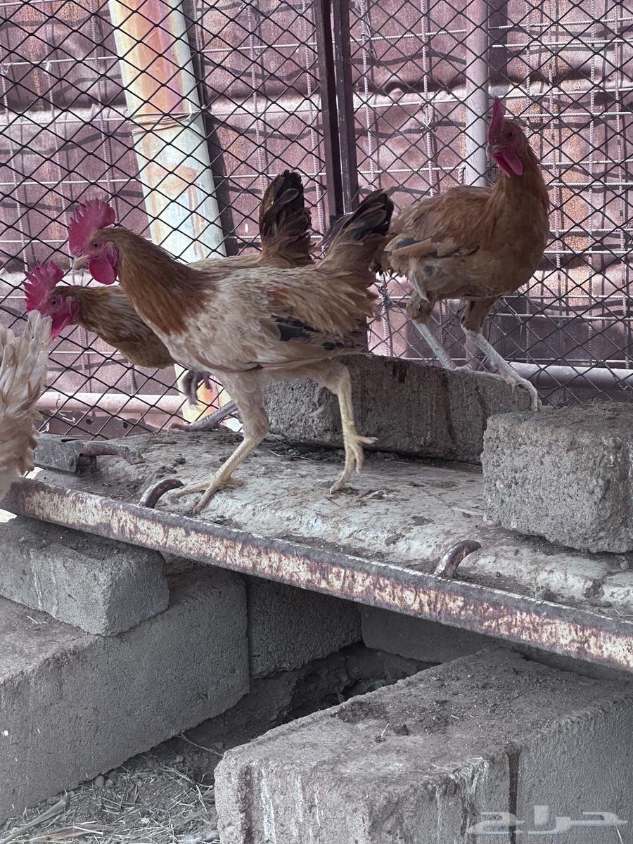 ديكه للبيع64573839064579114