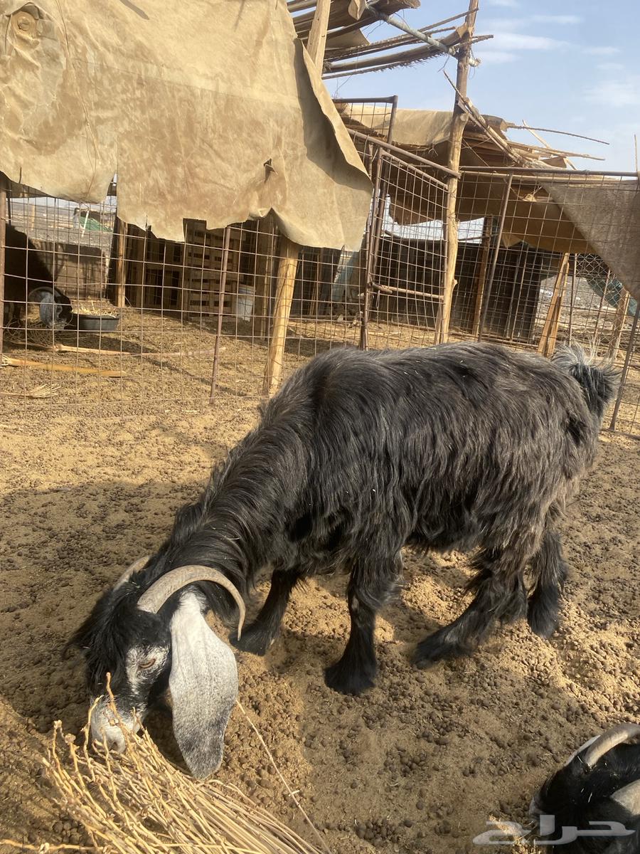 معزا للبيع64576101352706114