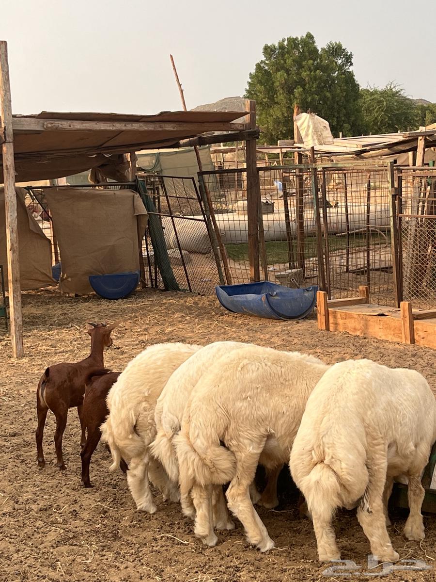 طليان حري64577838598913112