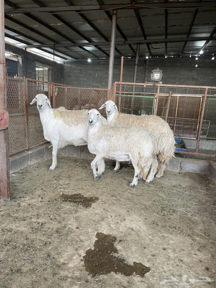 شياه حيل سمان وصغار سن ( تم البيع )64574776438146111