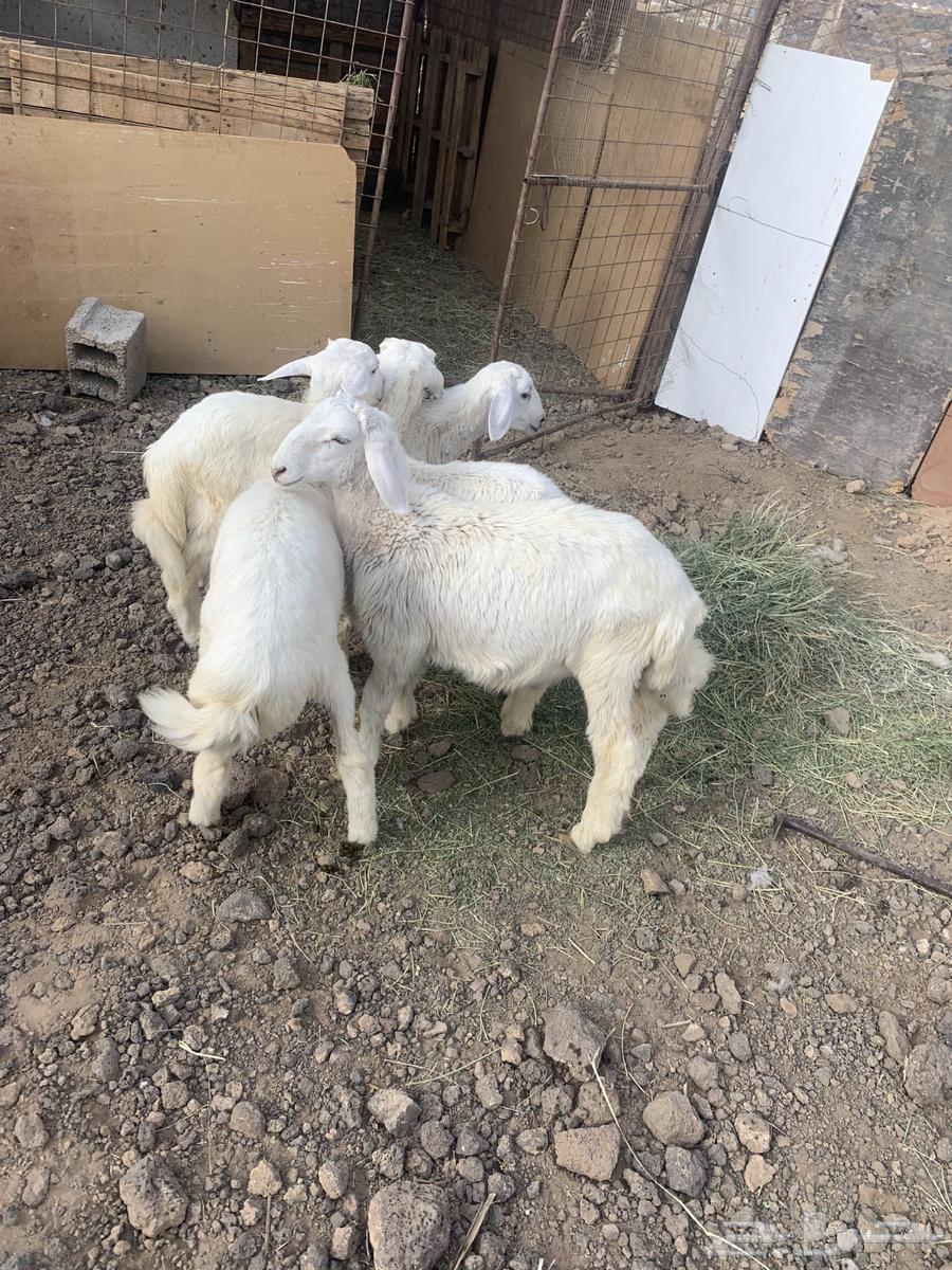 طليان64574397331585111